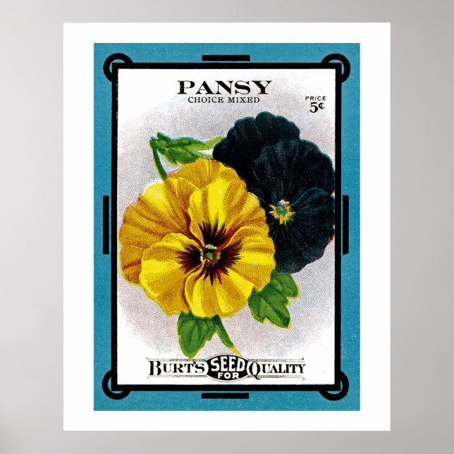Pansy Poster (Framsidan)
