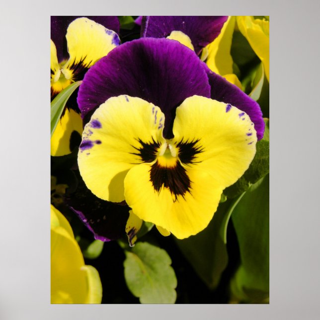 Pansy Poster (Framsidan)