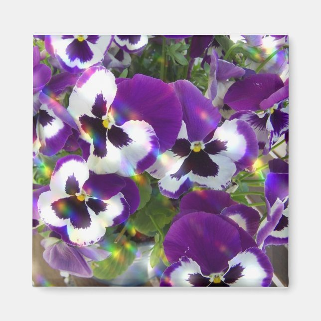 Pansy Square Magnet (Framsidan)