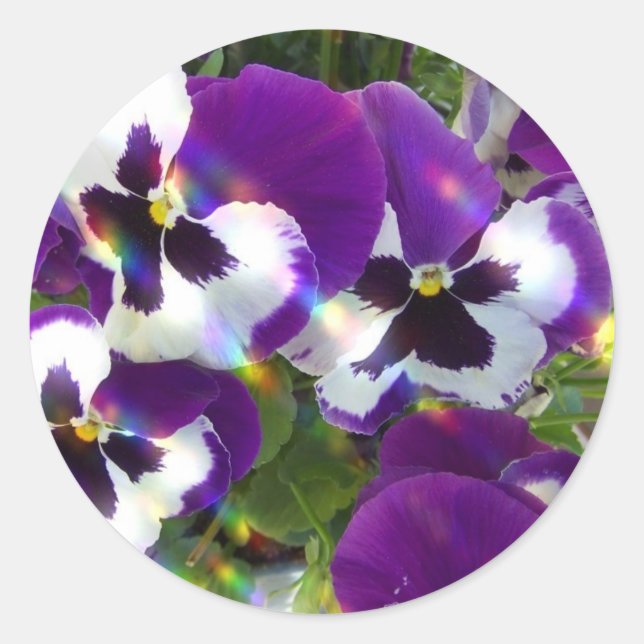 Pansy Sticker Runt Klistermärke (Framsida)