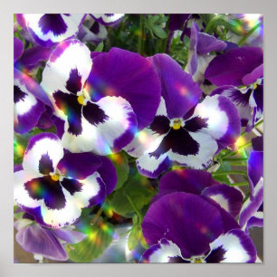 Pansy-utskrift Poster
