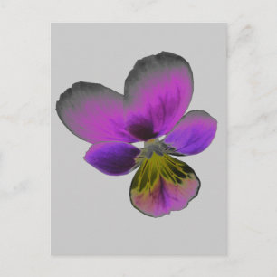 Pansy Vild Mörk Lila Postcard Vykort