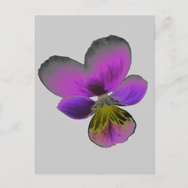 Pansy Vild Mörk Lila Postcard Vykort (Framsida)