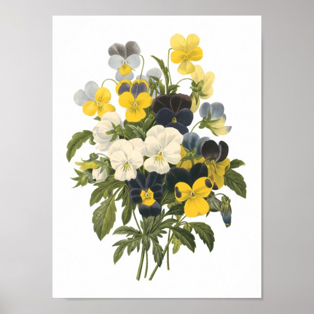 Pansy(Viola sp.) från Redouté Poster (Framsidan)
