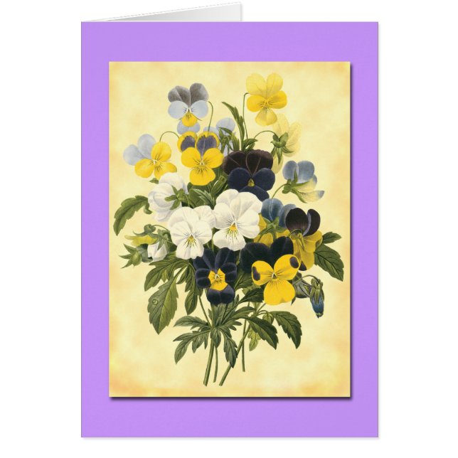 Pansy Violets Blank Botanical Art Cards OBS Kort (Framsidan)