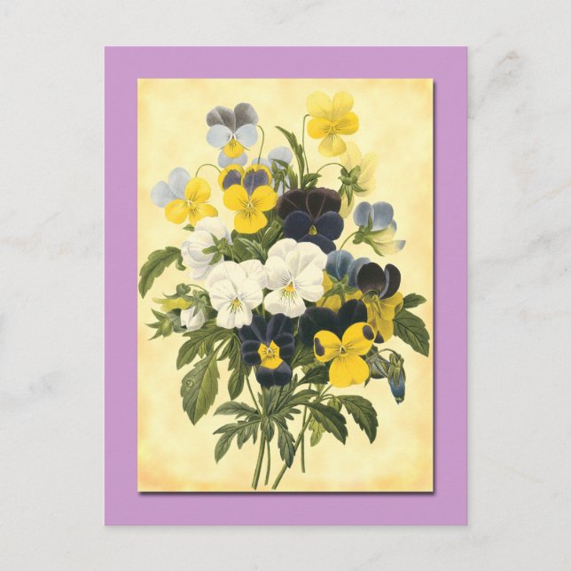 Pansy Violets botaniska Art Postcard Vykort (Framsida)