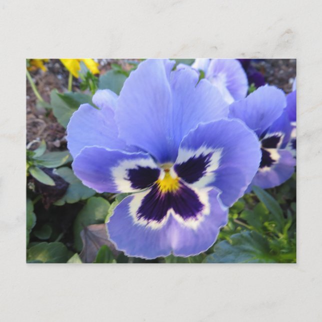 Pansy Vykort (Framsida)