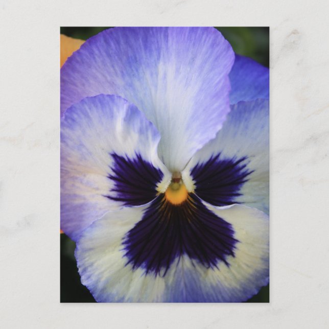 Pansy Vykort (Framsida)