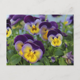 Pansy-vykort Vykort