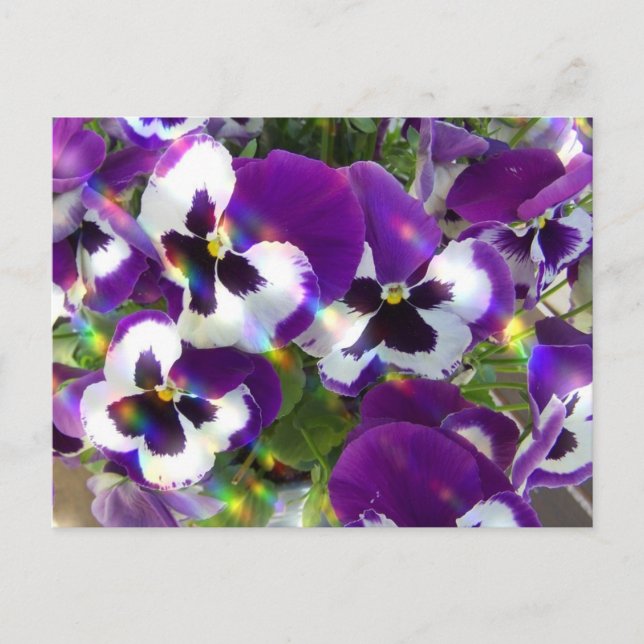 Pansy-vykort Vykort (Framsida)