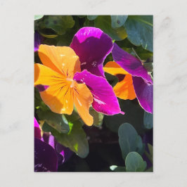 Pansy-vykortets Orange och Lila Vykort