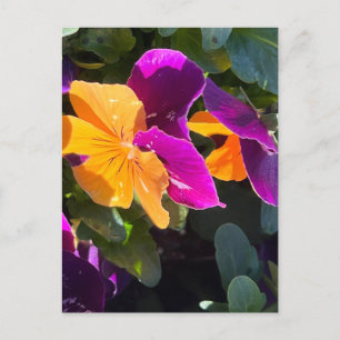 Pansy-vykortets Orange och Lila Vykort