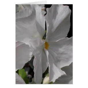Pansy White Hälsningskort