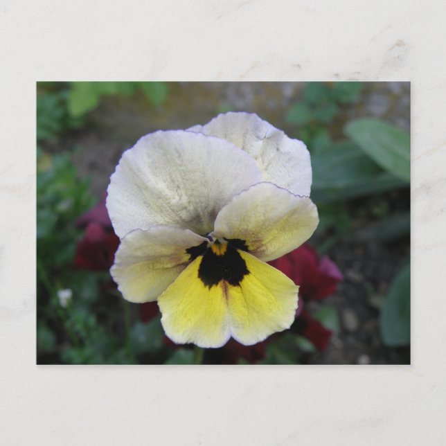 Pansy White och Gult Postcard Vykort (Framsida)