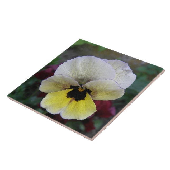 Pansy White och Gult Tile Kakelplatta (Sidan)