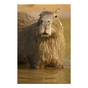 Pantanal, Brasilien, Capybara, Hydrochoerus Fototryck