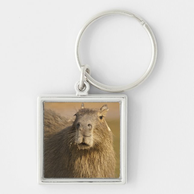 Pantanal, Brasilien, Kapybara, Hydrochoerus Fyrkantig Silverfärgad Nyckelring (Framsidan)