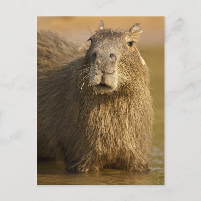 Pantanal, Brasilien, Kapybara, Hydrochoerus Vykort (Framsida)