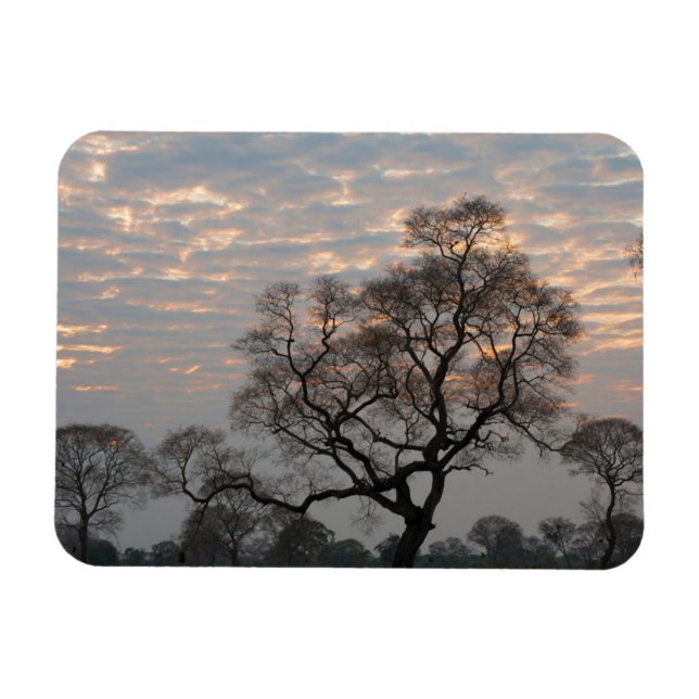 Pantanal våtmarker | Sydamerika, Brasilien Magnet (Horisontell)