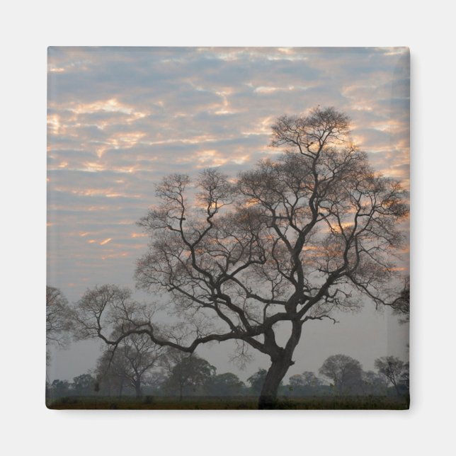 Pantanal Wetlands | Sydamerika, Brasilien Magnet (Framsidan)