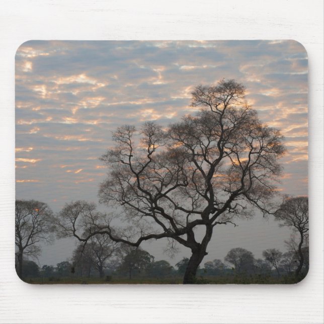 Pantanal Wetlands | Sydamerika, Brasilien Musmatta (Framsidan)