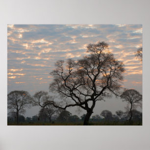 Pantanal Wetlands   Sydamerika, Brasilien Poster