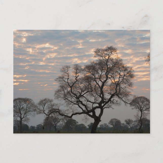 Pantanal Wetlands | Sydamerika, Brasilien Vykort (Framsida)