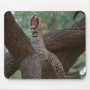 Panter Musmatta