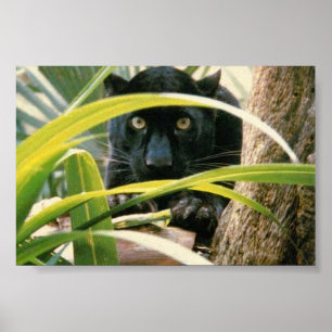 panter poster