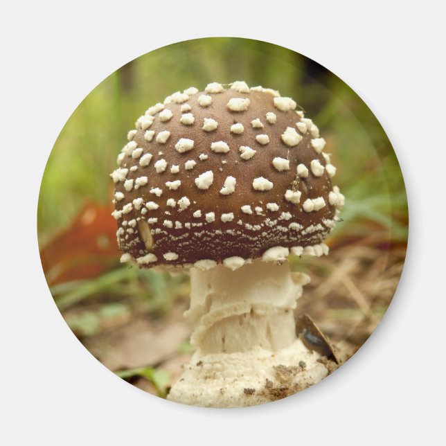Panther Cap Mushroom Magnet (Framsidan)