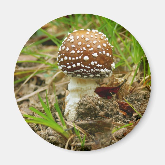 Panther Cap Mushroom Magnet (Framsidan)
