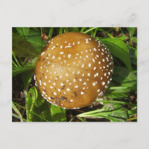 Panther Cap Mushroom vykort