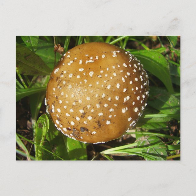Panther Cap Mushroom vykort (Framsida)
