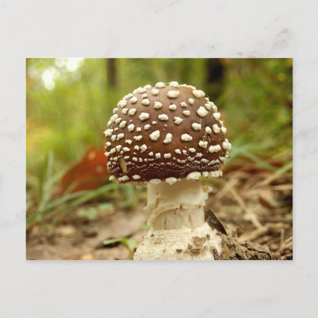 Panther Cap Mushroom vykort (Framsida)