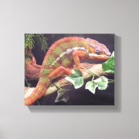 Panther Chameleon