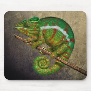 Panther Chameleon Digital Painting Musmatta