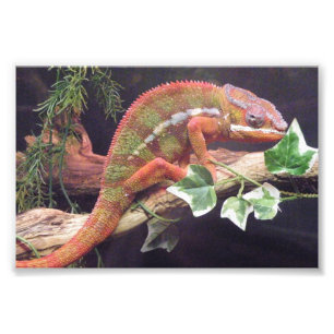 Panther Chameleon Fototryck