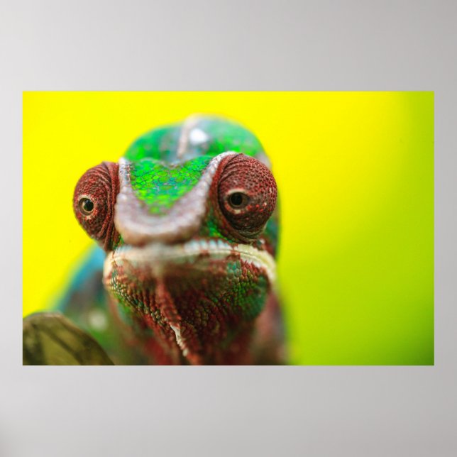 Panther Chameleon, Madagaskar Poster (Framsidan)