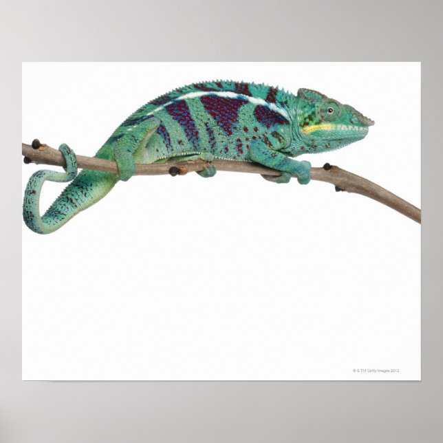 Panther Chameleon Nosy Be (Furcifer pardalis) Poster (Framsidan)