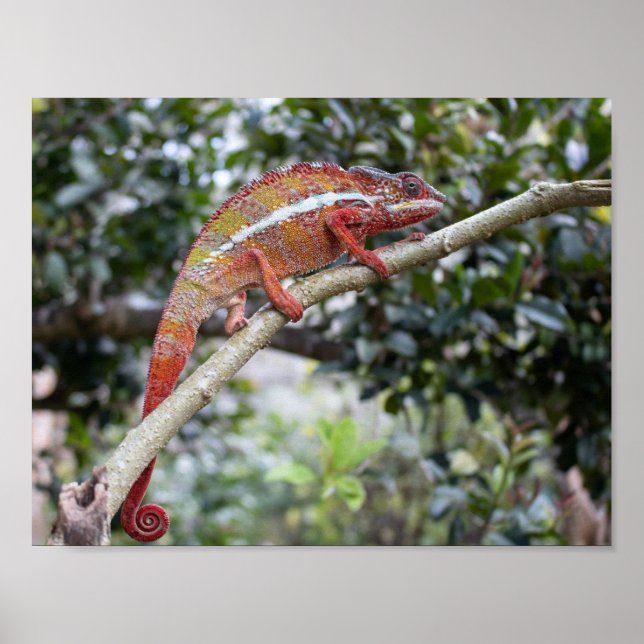 Panther chameleon poster (Framsidan)