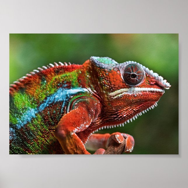 Panther chameleon poster (Framsidan)