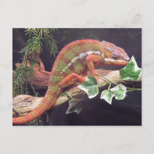 Panther Chameleon Vykort