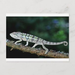 Panther chameleon vykort