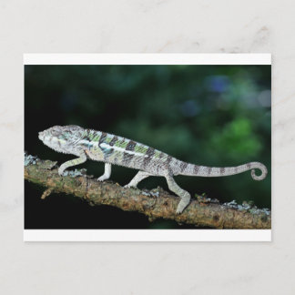 Panther chameleon vykort