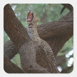 Panther Fyrkantigt Klistermärke