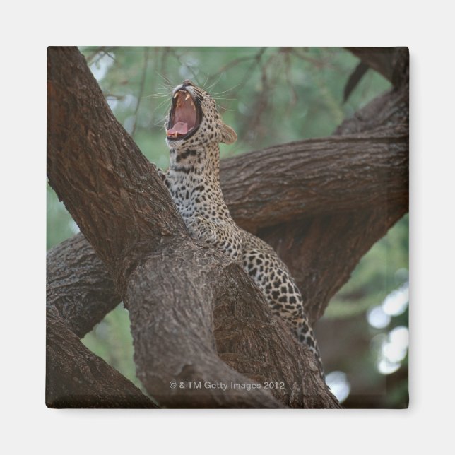 Panther Magnet (Framsidan)