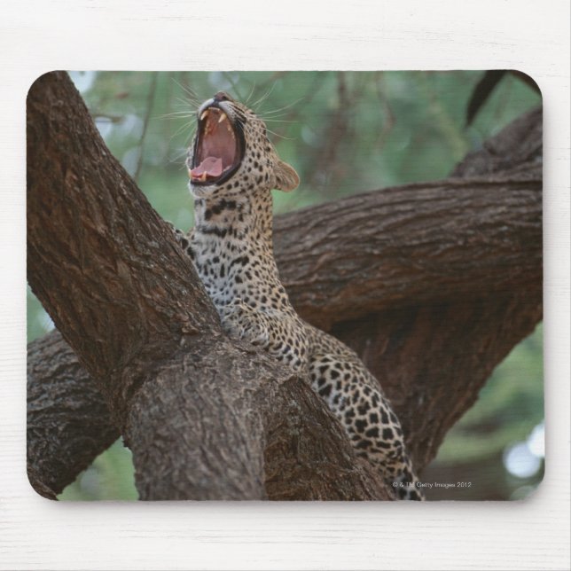 Panther Musmatta (Framsidan)