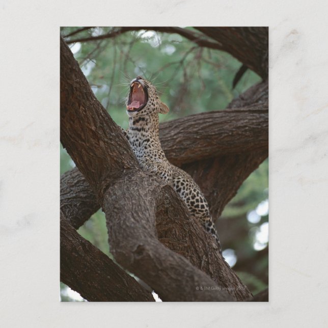 Panther Vykort (Framsida)