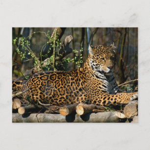 Panthera Jaguar vykort
