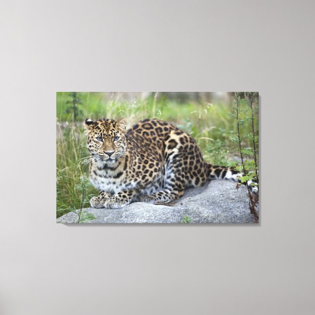 Panthera pardus orientalis canvastryck (Framsida)
